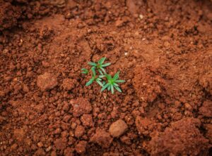 soil