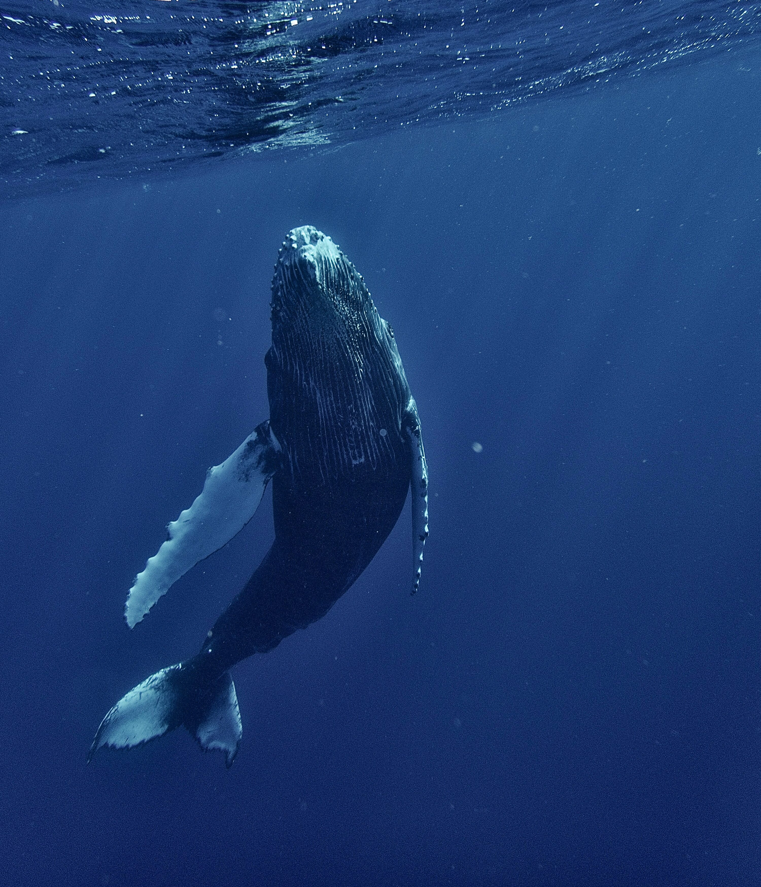  World Oceans Day and Eco-Friendly Cleaning