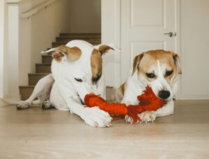 Dogs playing with a toy
