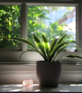 cristal and plant receiving sun light