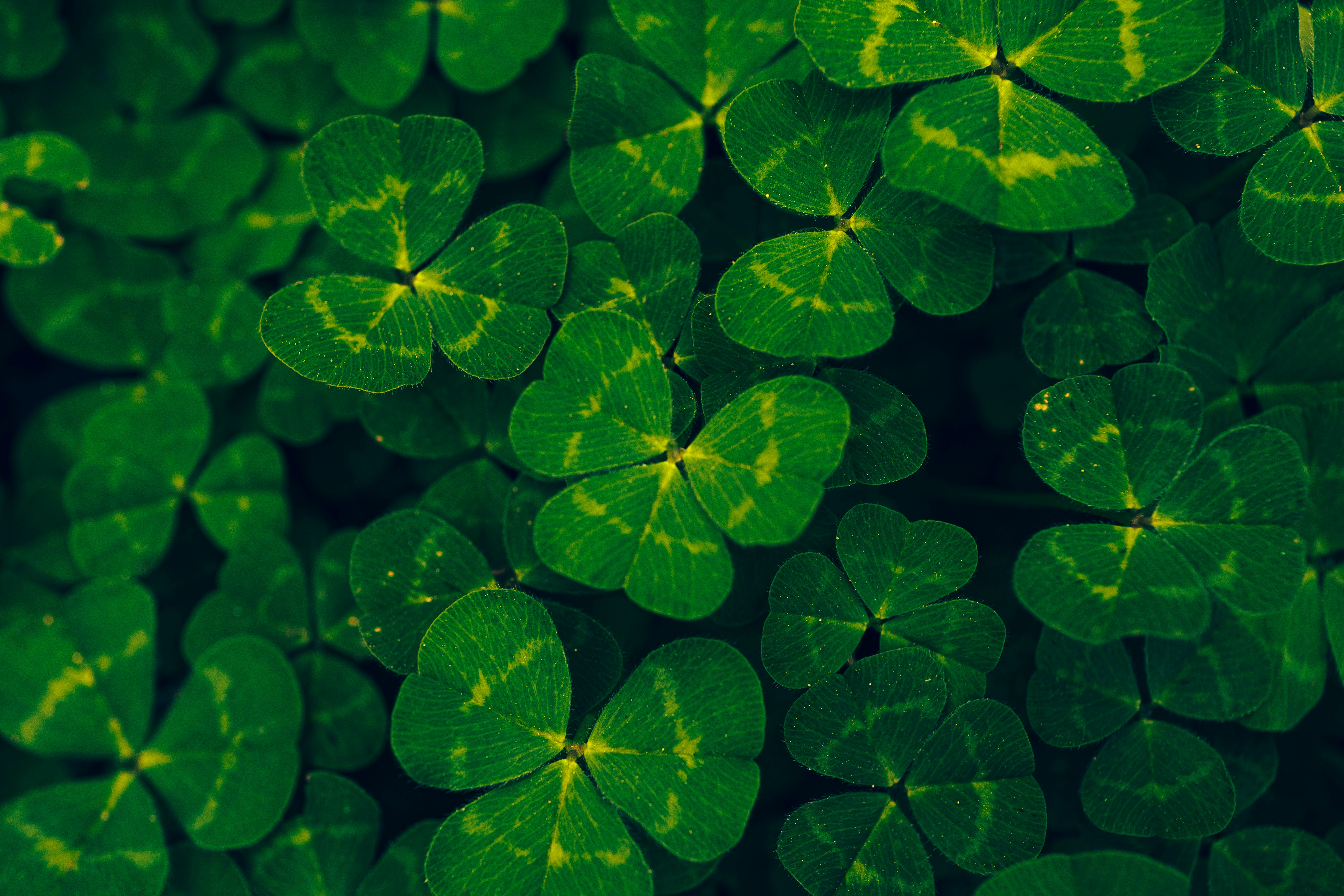  Celebrating St. Patrick’s Day the Green Way