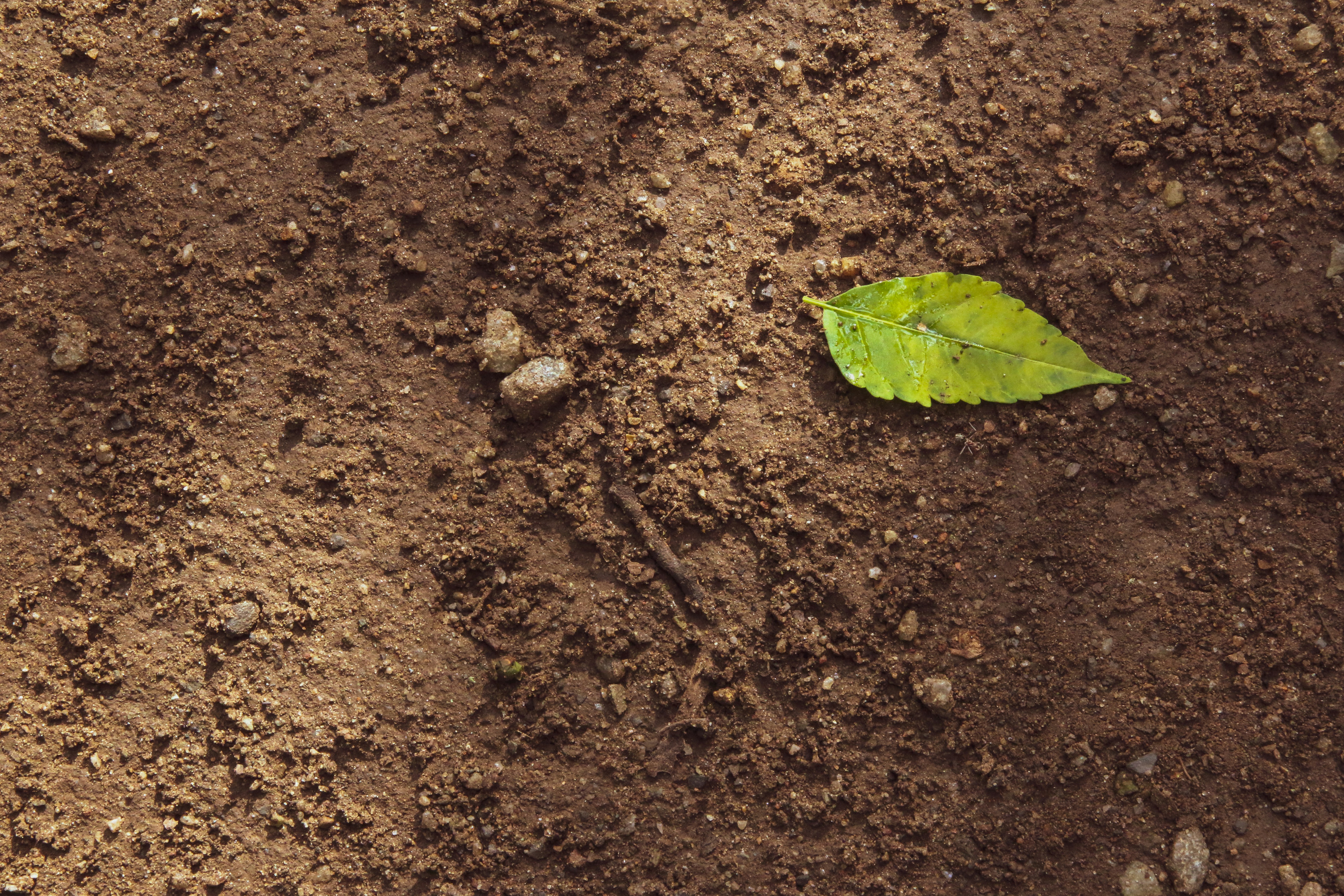  Eco-Friendly Cleaning and Soil Preservation