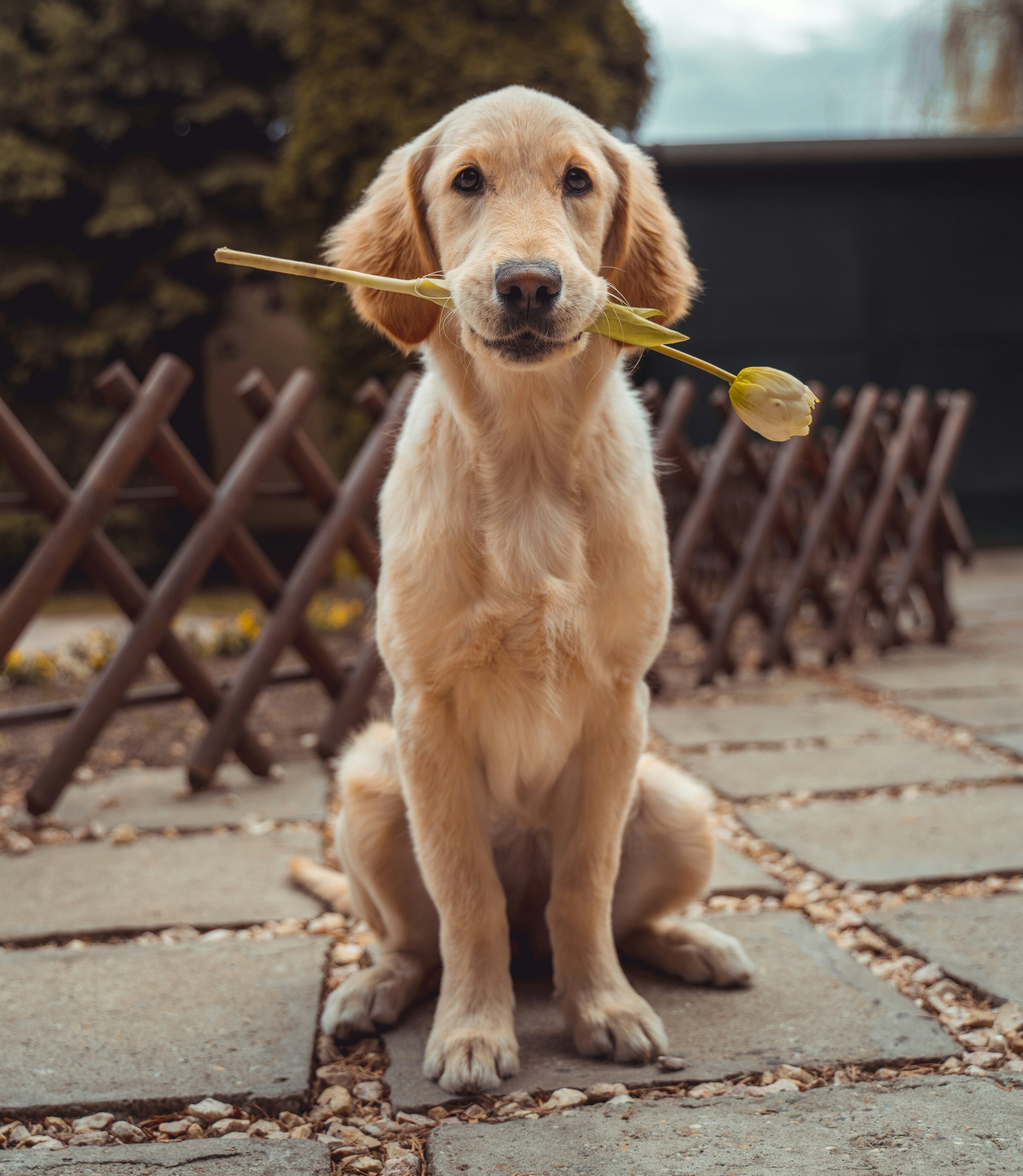 Cleaning and Caring for Your Dog
