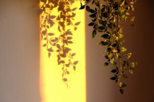 natural light to clean with eco-friendly cleaning services from Green Terra cleaning